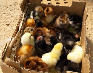 If you're wondering what its like to bring baby chicks home, this post will explain everything you need to know from the items you will need to what to look out for in their first 24 hours.