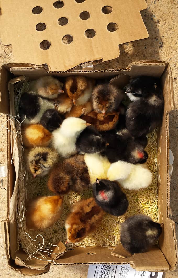 baby chicks in box shipped from hatchery