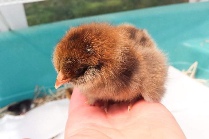 day old americauna baby chick