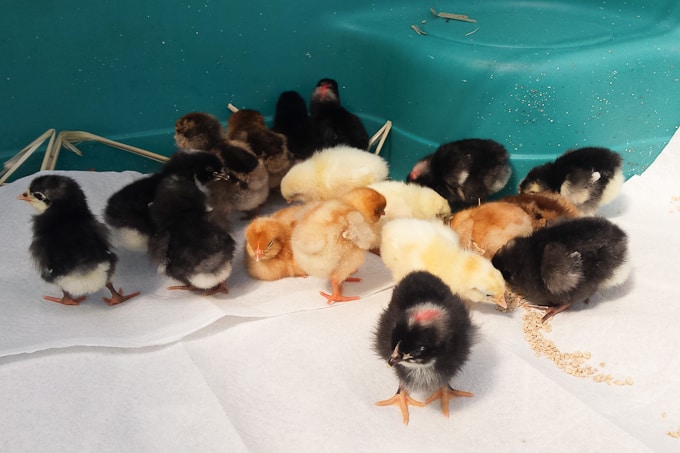 baby chicks on first day home