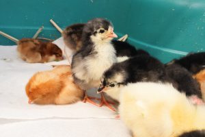 If you're wondering what its like to bring baby chicks home, this post will explain everything you need to know from the items you will need to what to look out for in their first 24 hours.