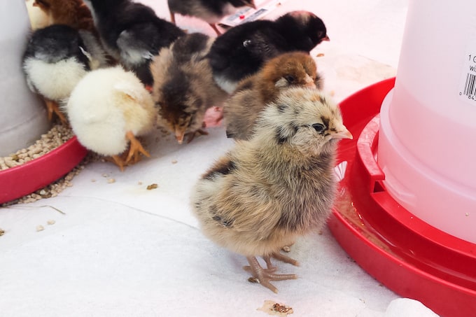 easter egger baby chick drinking water