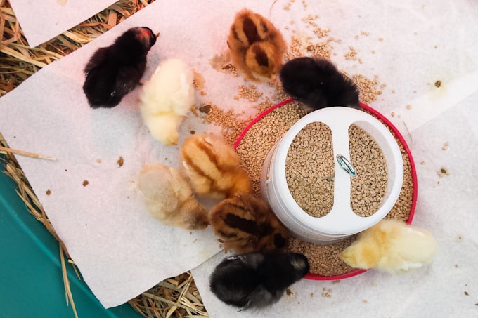 baby chicks eating crumble out of feeder