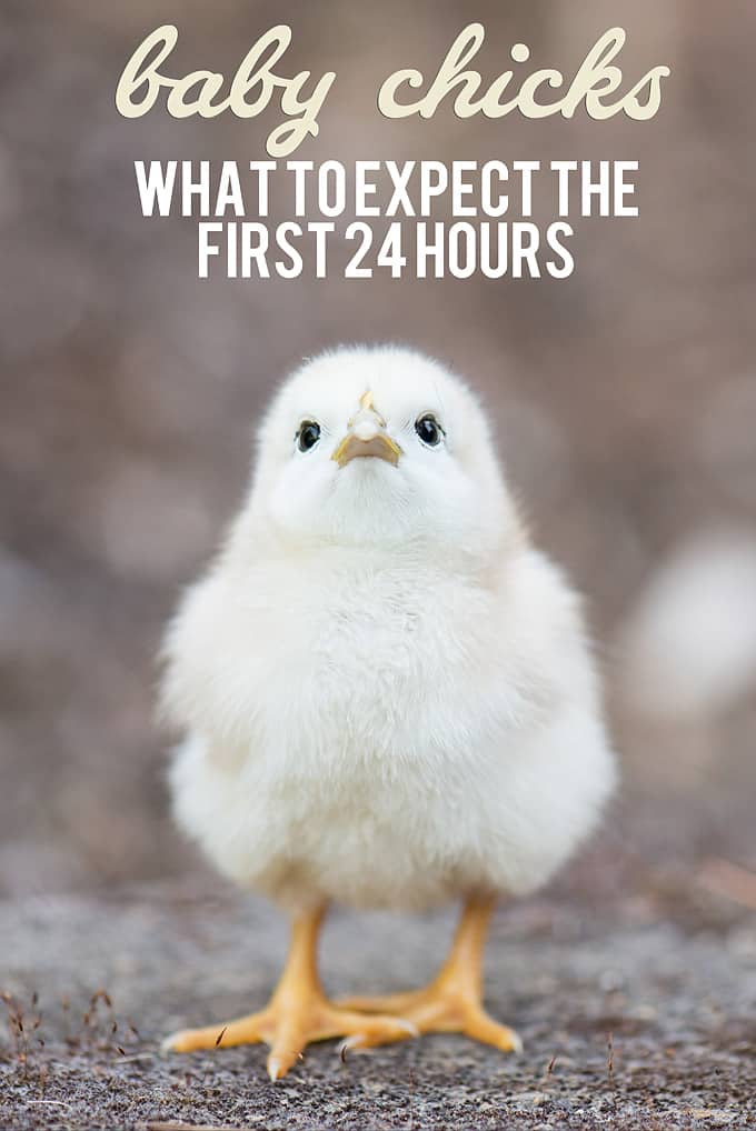 1 day old baby chick