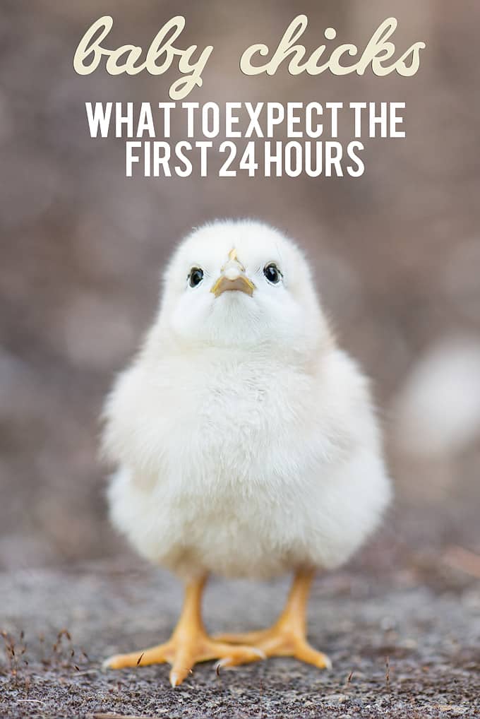 What I Wish I'd Known When My First Baby Was Born - Baby Chick