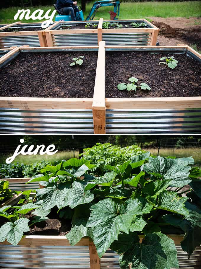 zucchini and summer squash in raised vegetable beds