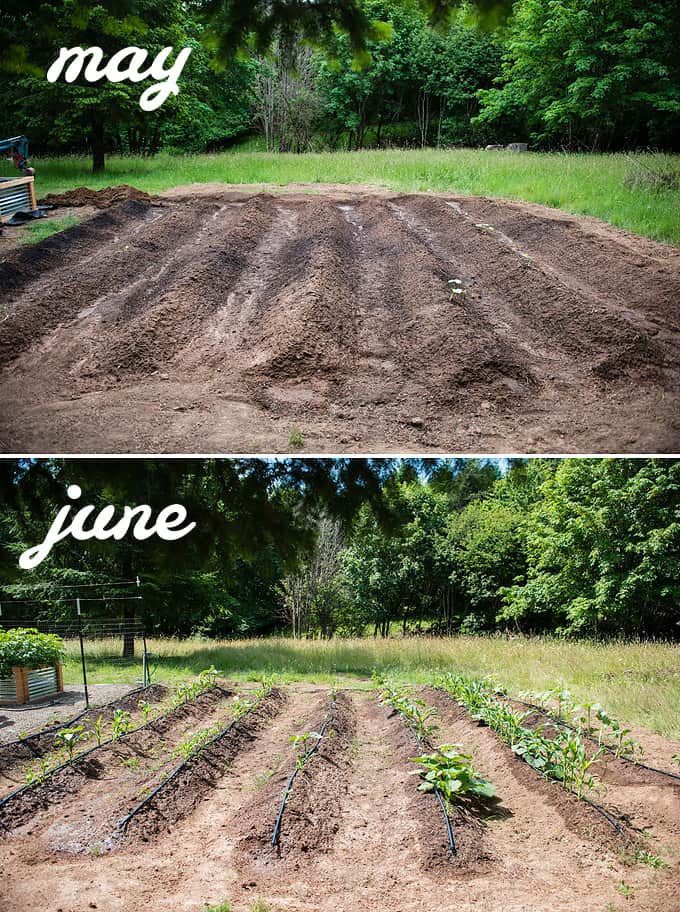 corn, squash, pumpkins, melons in ground