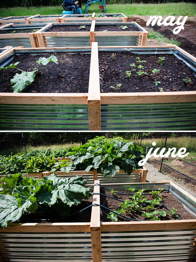 rhubarb and strawberries in raised vegetable beds