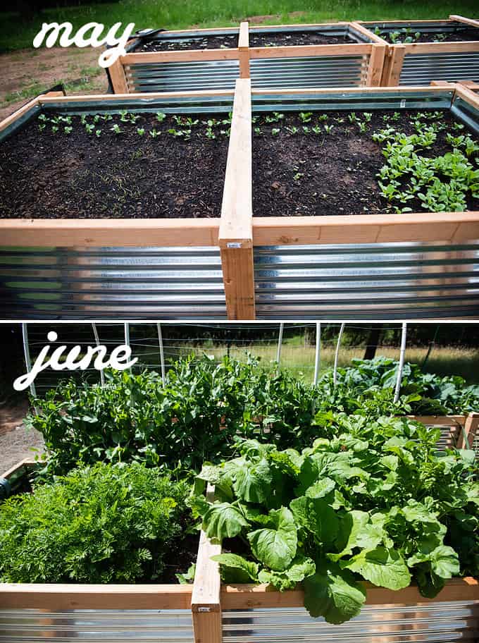 carrots, turnips, and peas in raised vegetable beds