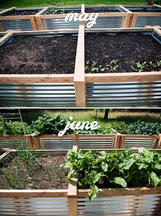 beets and leeks in raised vegetable beds