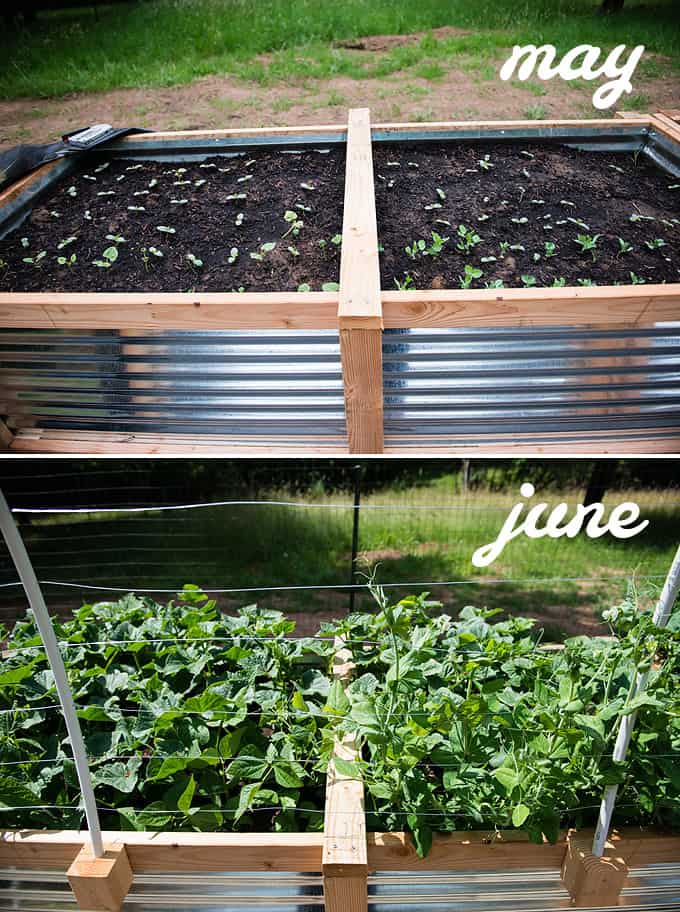 cucumbers and peas in raised vegetable beds