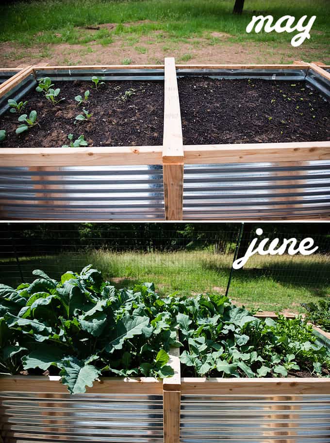 brussels sprouts, broccoli, cauliflower, and celery in raised vegetable beds