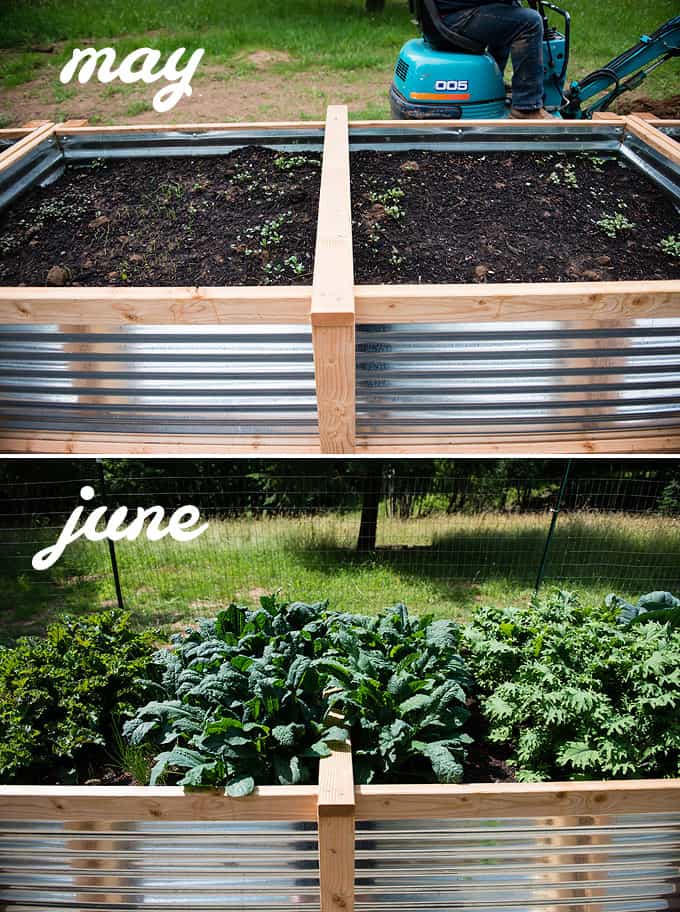 kale and onions in raised vegetable beds