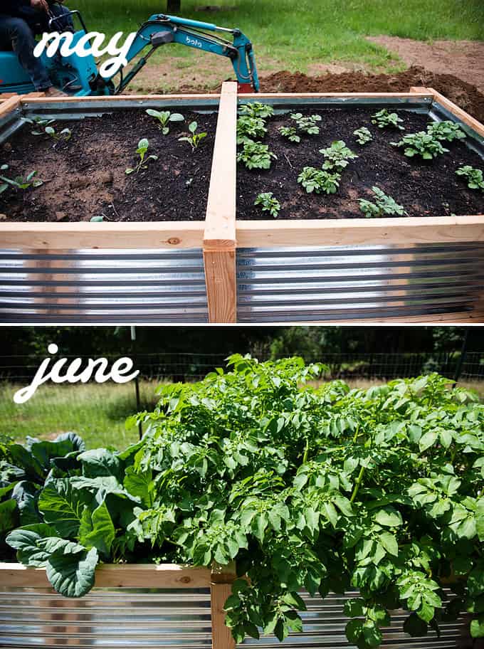 potatoes and cabbage in raised vegetable beds