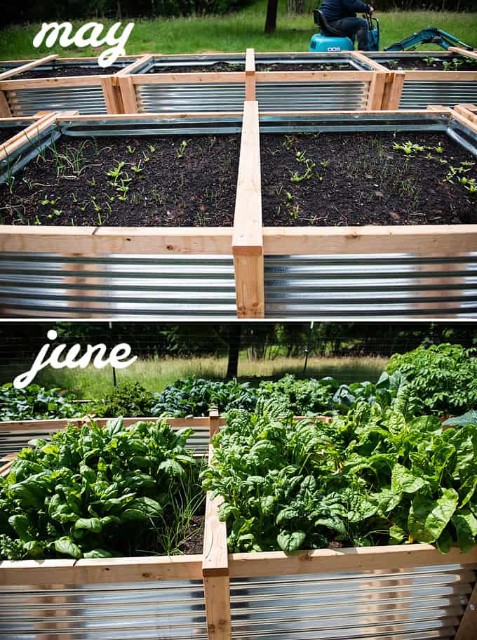 spinach and onions in raised vegetable beds