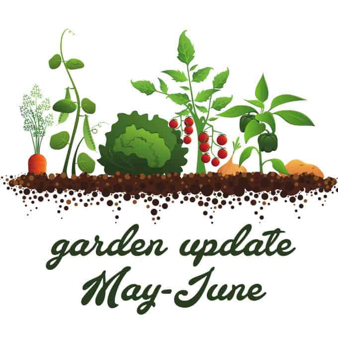 Vegetable Garden in Raised Beds Update with progress from May to June