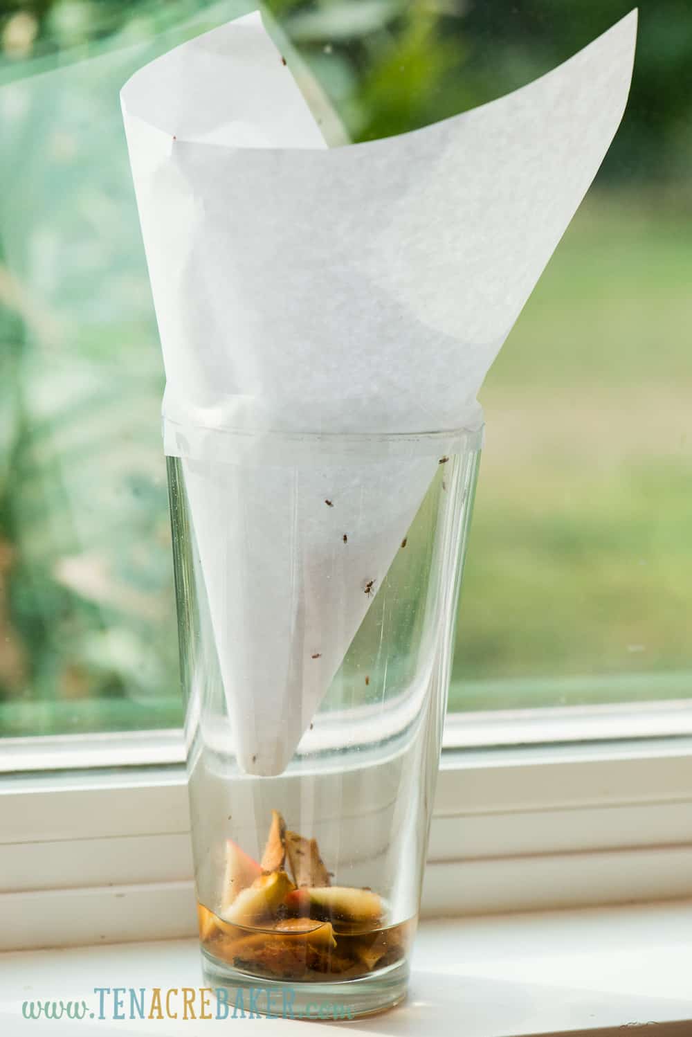 how to get rid of fruit flies using paper, glass, and fruit