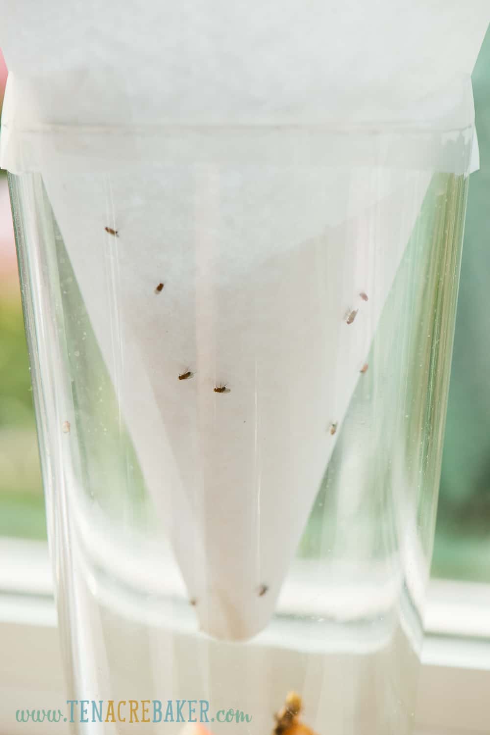 paper and glass fruit fly trap
