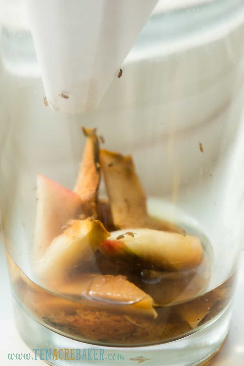 I Tested 4 Zero-Cost Methods for Trapping Fruit Flies in the Kitchen—and  Found One Clear Winner