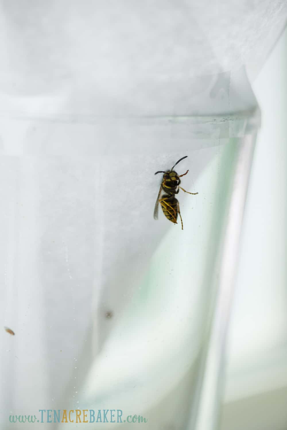 wasp caught in fruit fly trap