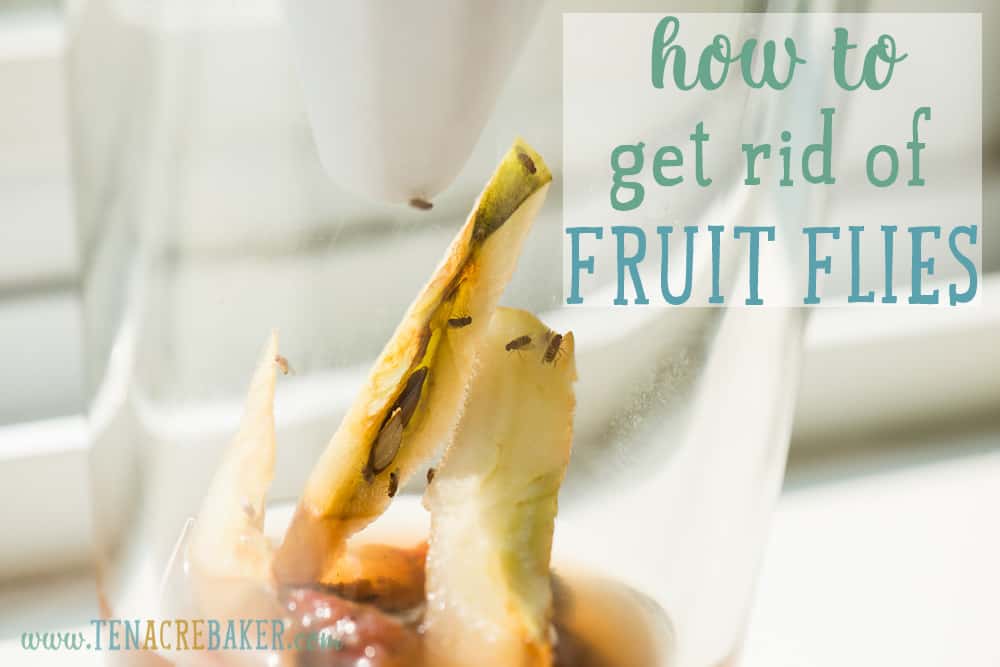 How to Get Rid of Fruit Flies — DIY and Store-Bought Fruit Fly