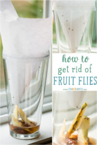 Instructions on how to get rid of fruit flies