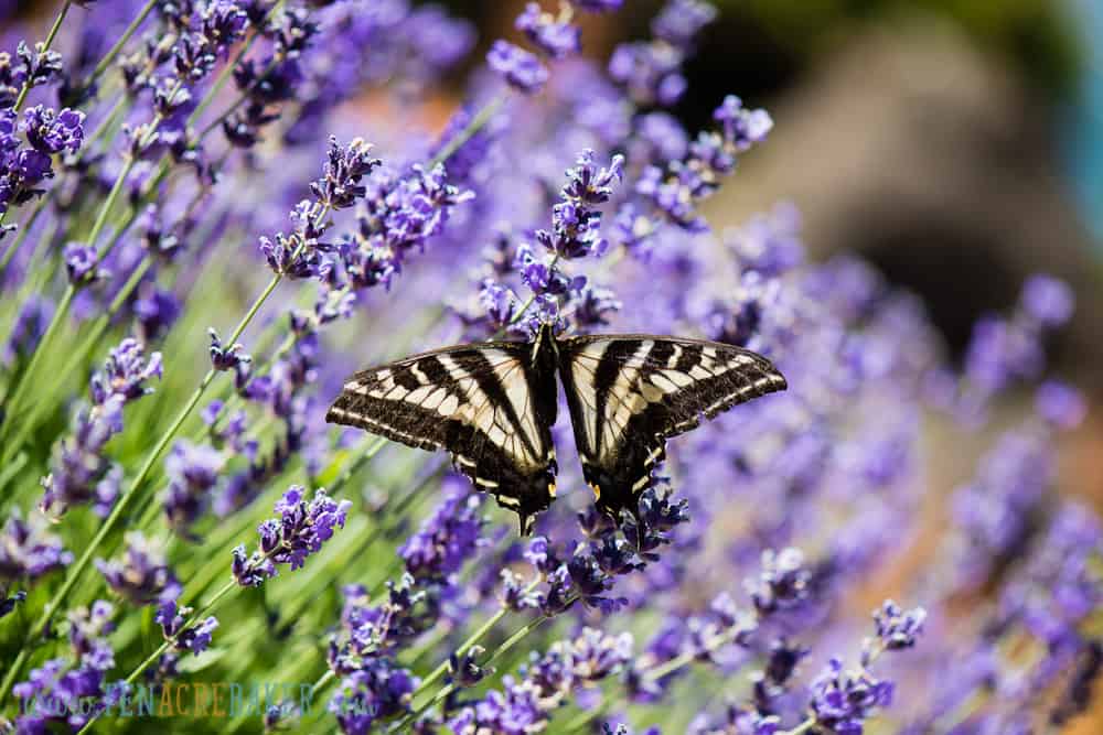 yellow and black butterfly on lavendar plant