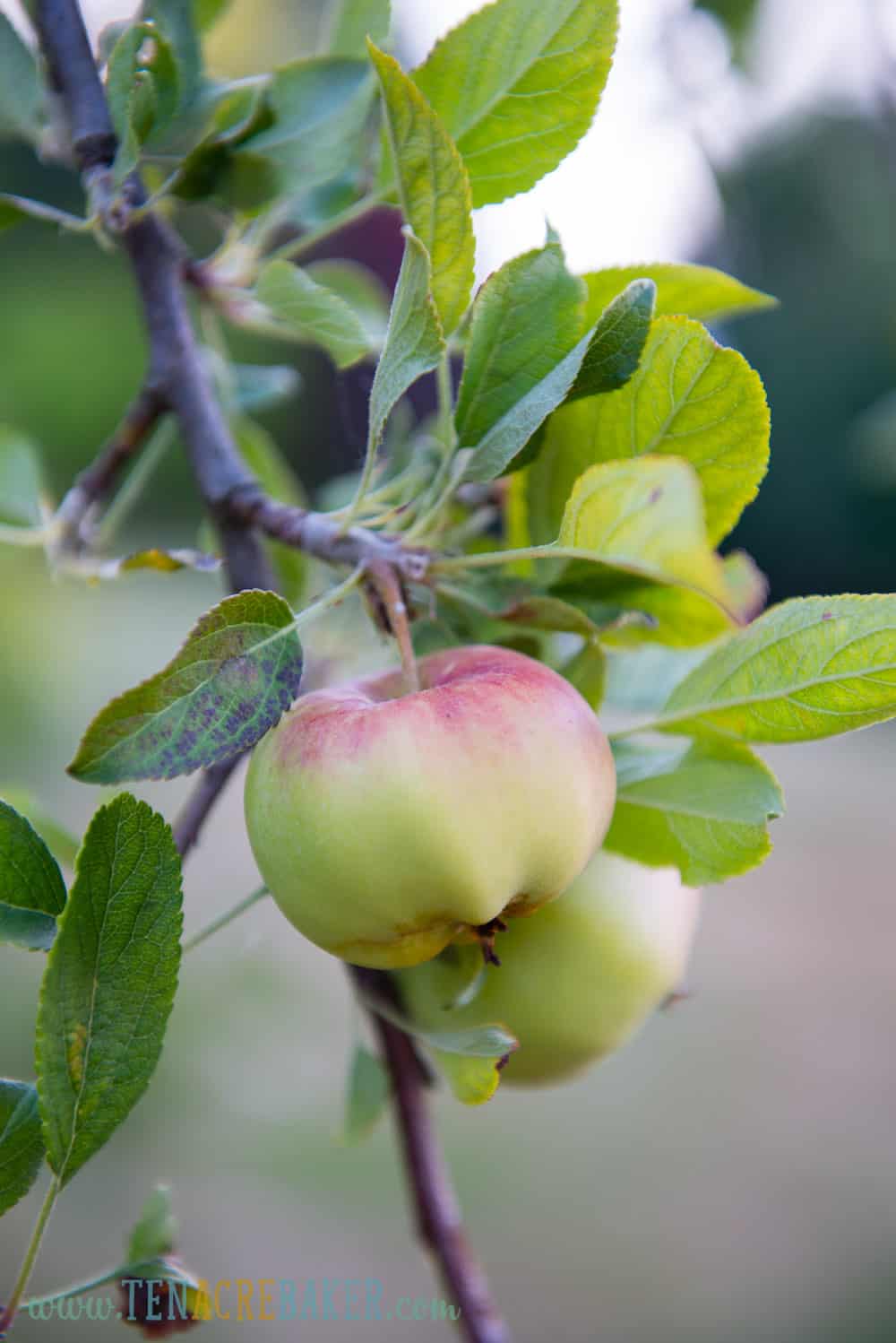 apples on a tree