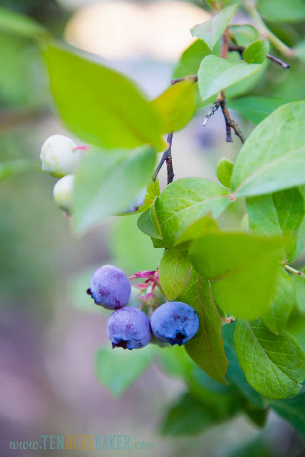 blueberries on the plant