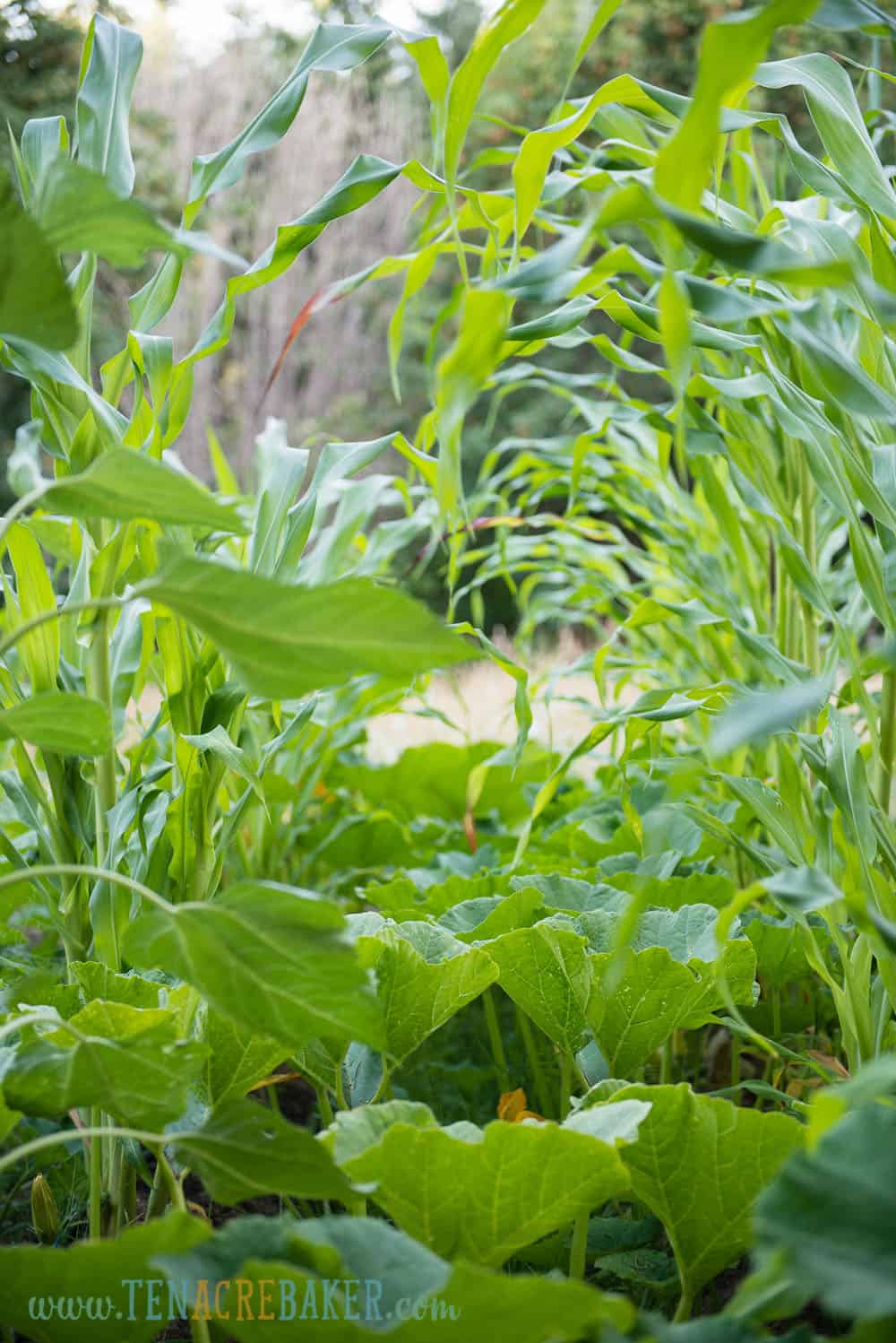 corn and melons in the garden