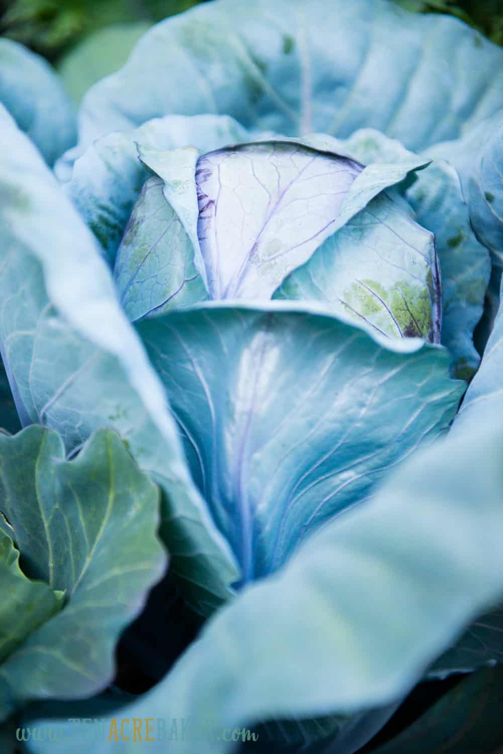 purple cabbage in the garden