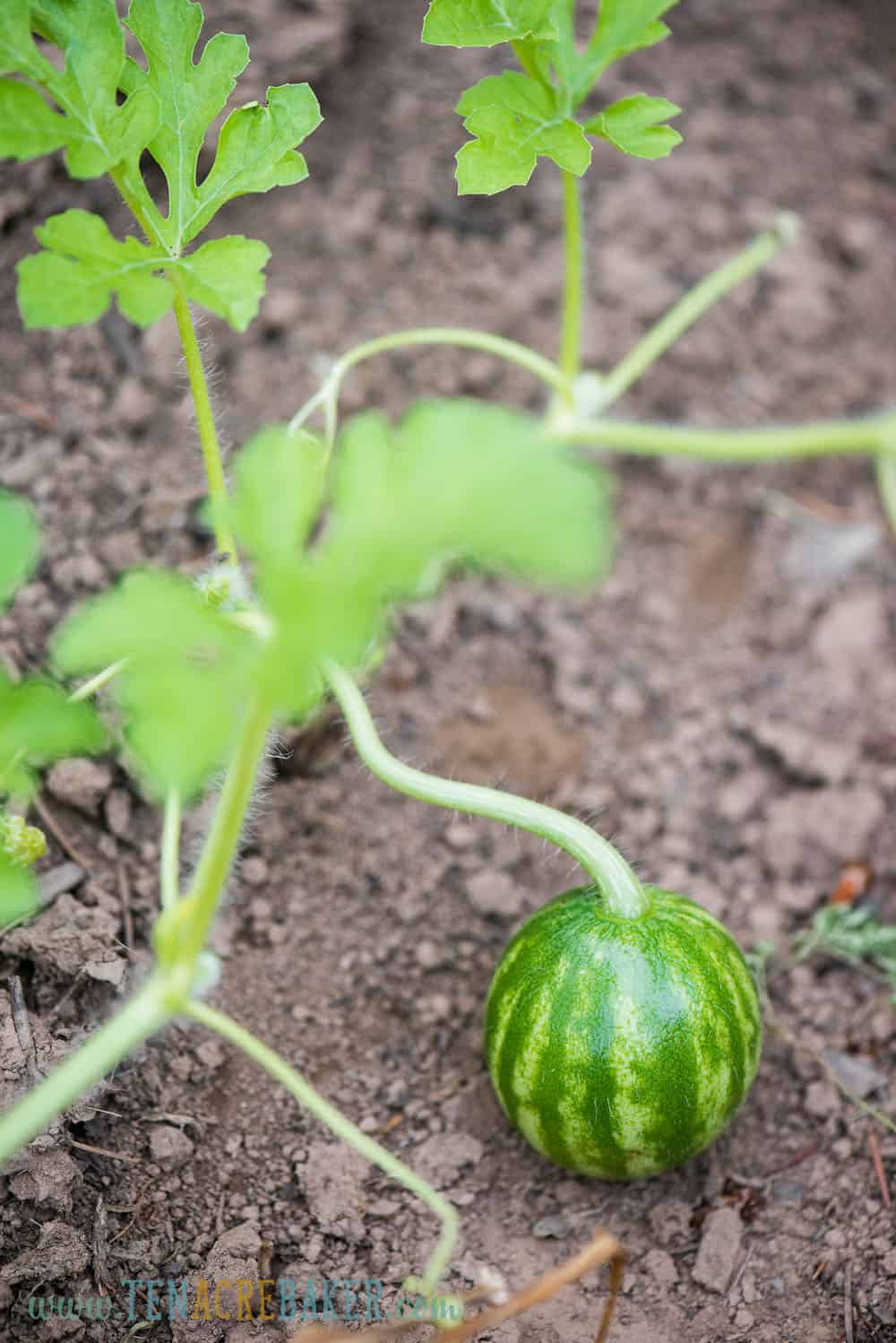 baby watermelon on the vine