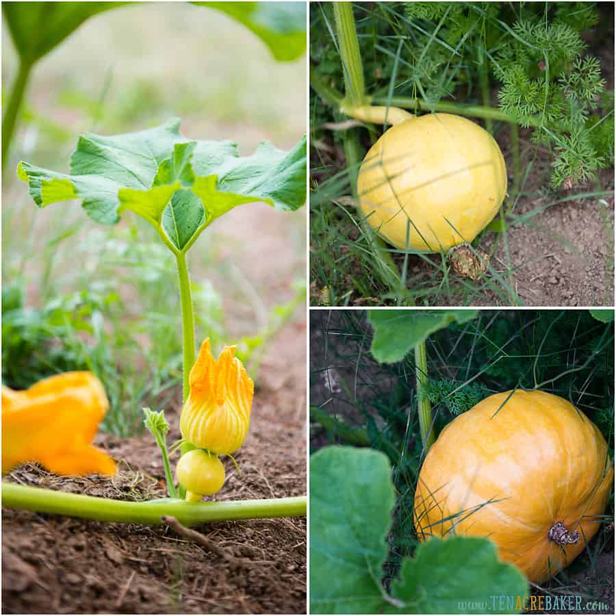 Baby pumpkin and pumpkins on the vine