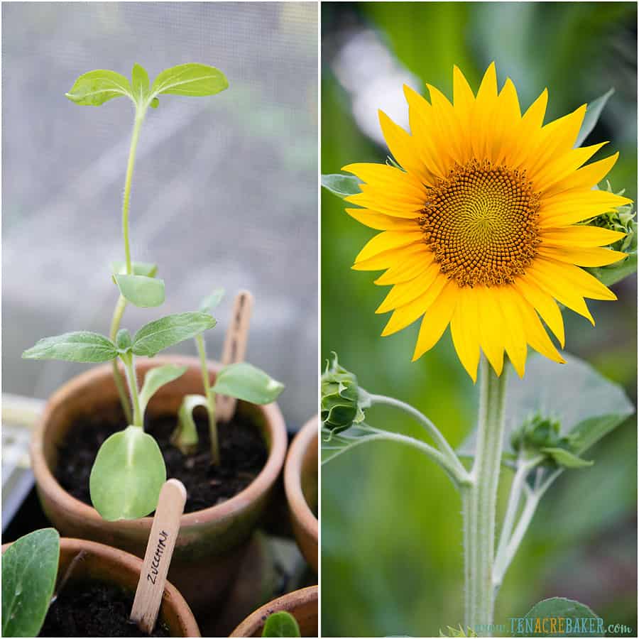 Sunflower start and sunflower that has bloomed