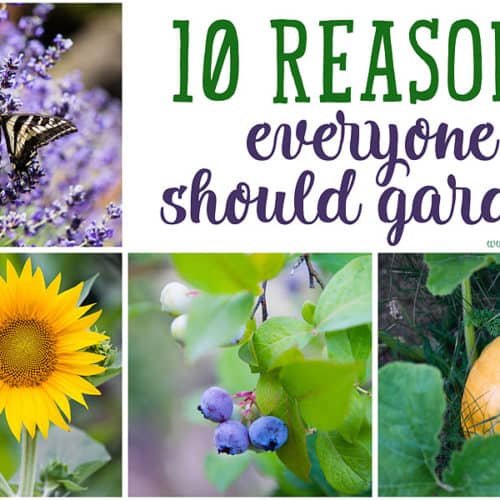 Top 10 Reasons Everyone Should Garden