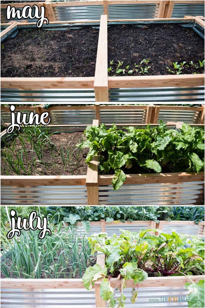 vegetable garden changes from May to June to July - beets and leeks