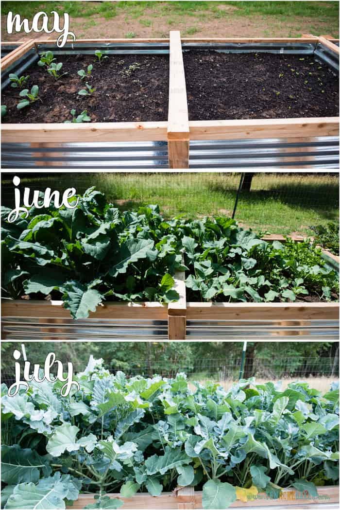 vegetable garden changes from May to June to July - brussels sprouts and broccoli