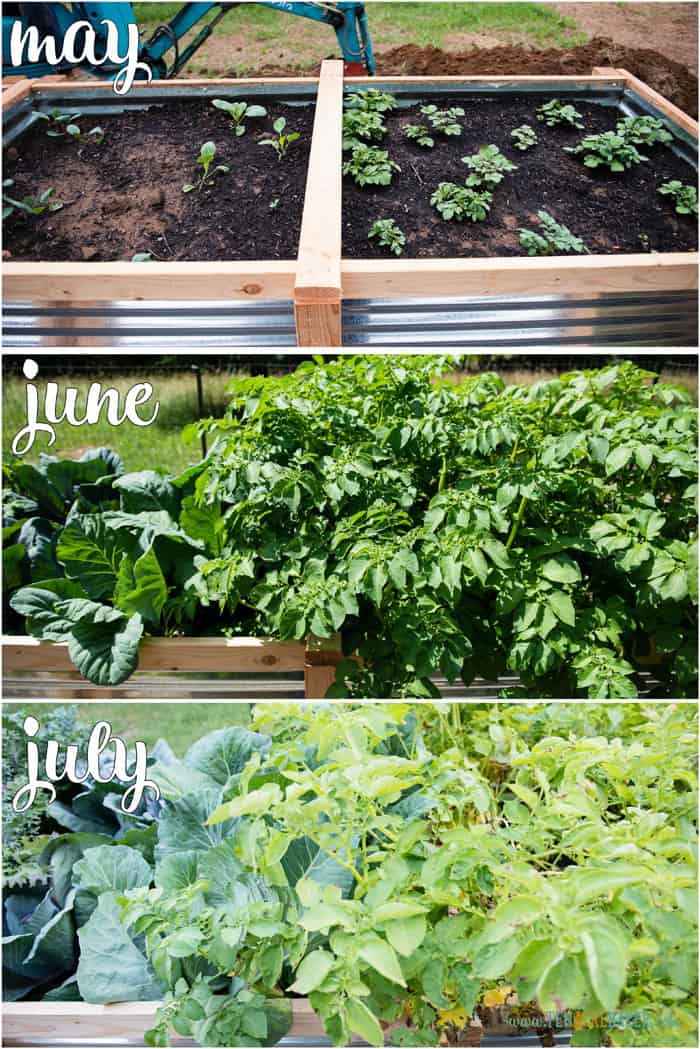 vegetable garden changes from May to June to July - potatoes and cabbage