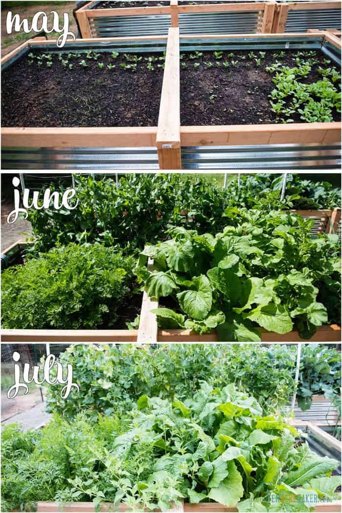 vegetable garden changes from May to June to July - carrots and peas