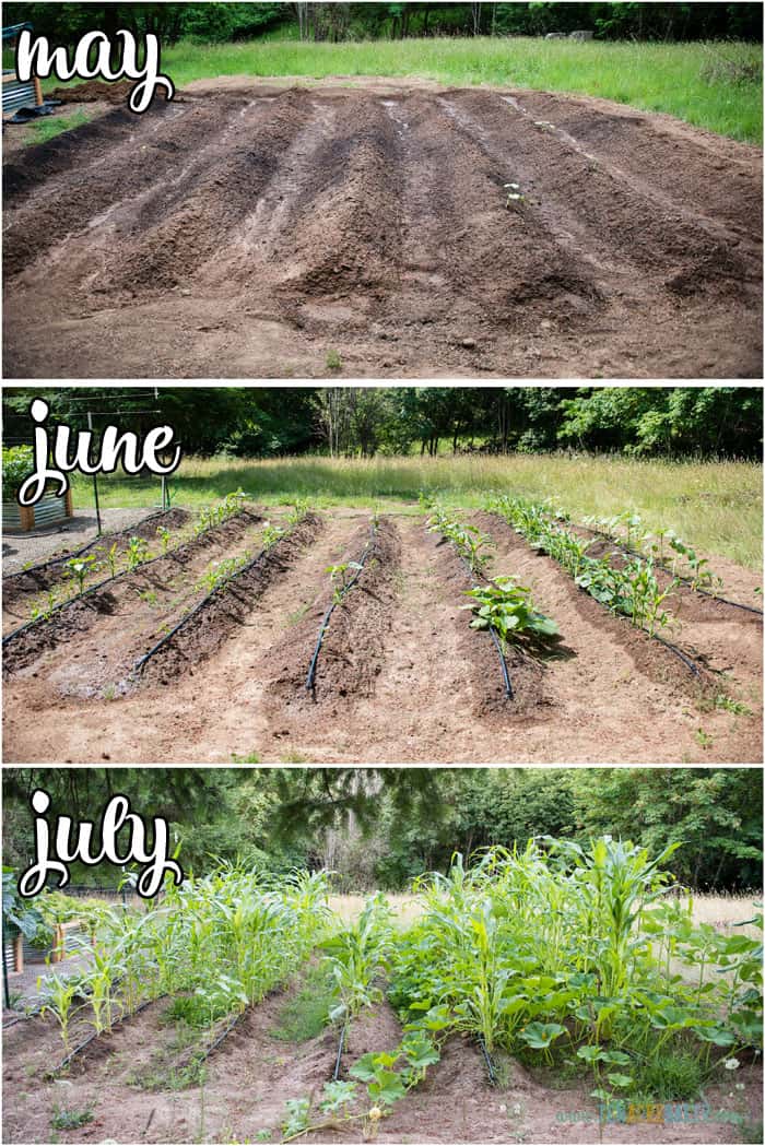 vegetable garden changes from May to June to July - corn and pumpkins