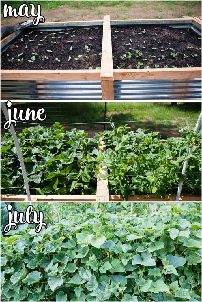 vegetable garden changes from May to June to July - cucumber and peas