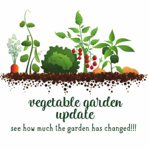 vegetable garden changes from May to June to July