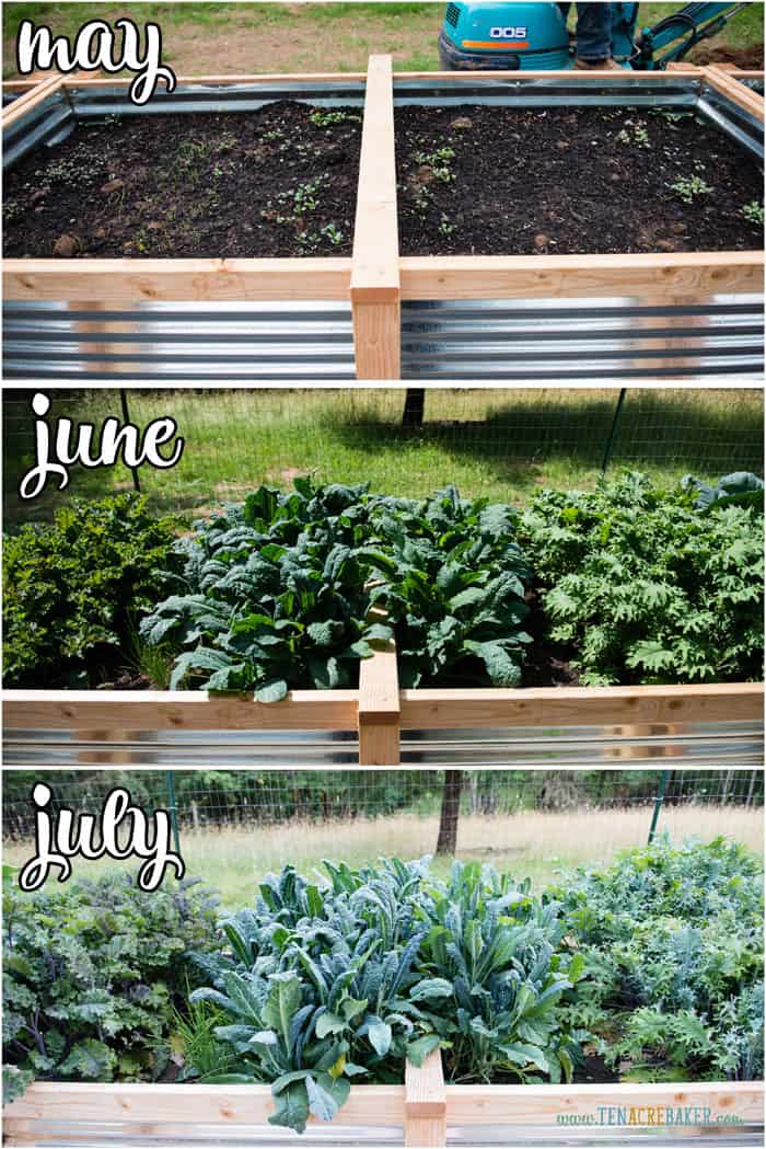 vegetable garden changes from May to June to July - kale