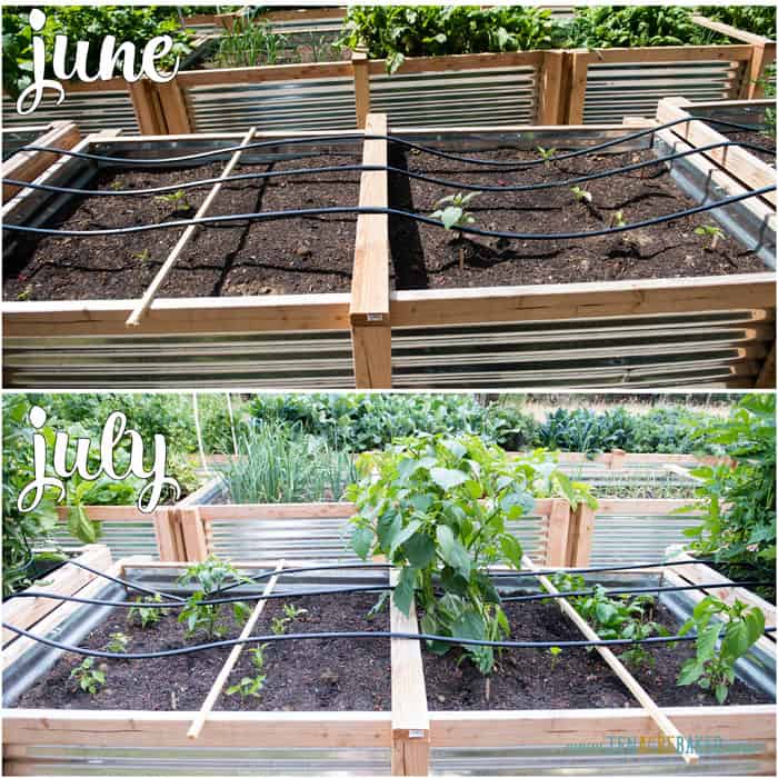 vegetable garden changes from June to July - peppers