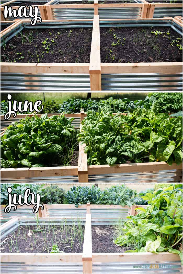 vegetable garden changes from May to June to July - spinach and onions