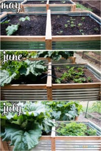 Vegetable Garden Update: July | Ten Acre Baker