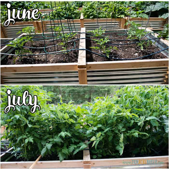 vegetable garden changes from June to July - tomatoes