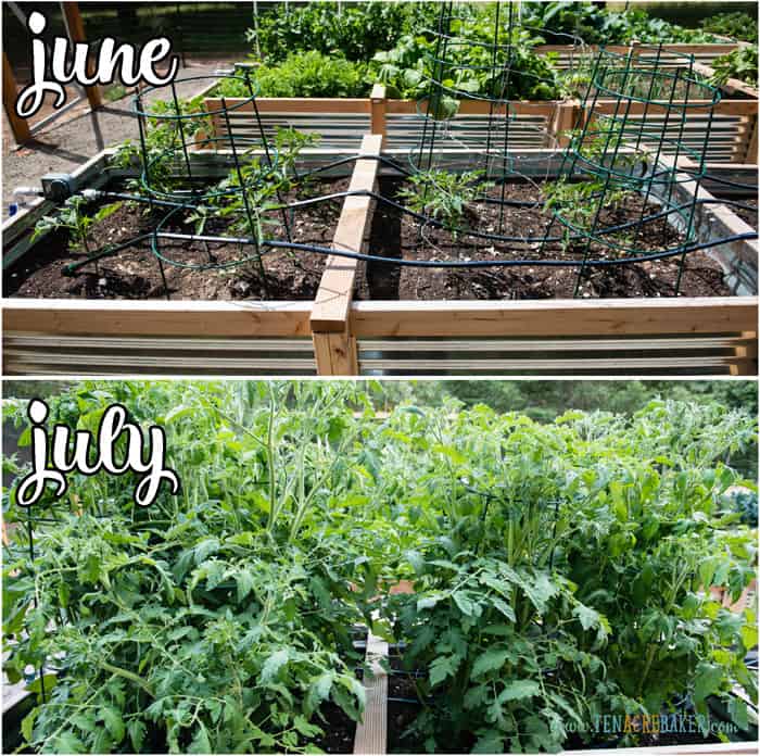 vegetable garden changes from June to July - tomatoes