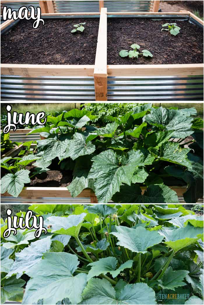 vegetable garden changes from May to June to July - zucchini