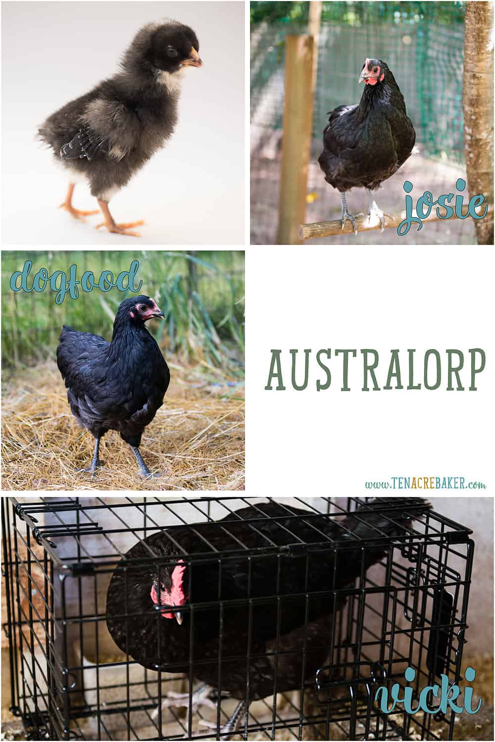 Australorp backyard chickens